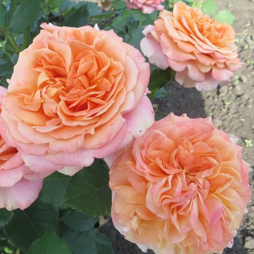 Żółty z różowym obrzeżem - Róże pienne - z kwiatami róży angielskiej - korona krzaczasta